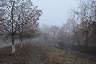 Bäume im Nebel am Fluss Gealair in Moldau