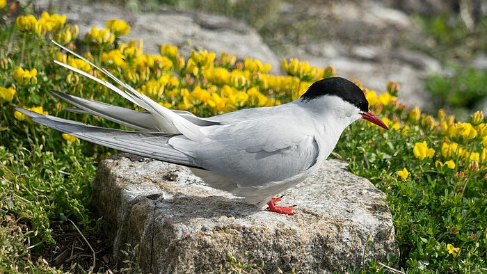 Vögel in Schleswig-Holstein