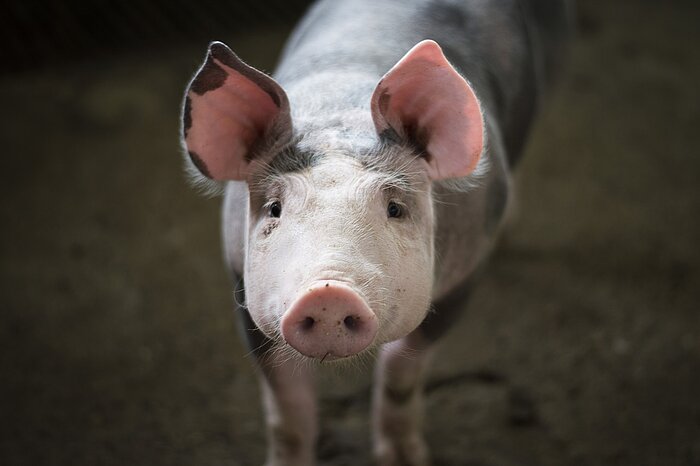 Schwein aus Kolumbien