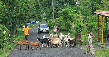 Kinder in Grenada Jungen in Bathway
