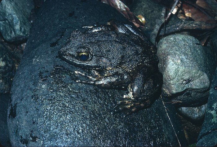 Goliathfrosch