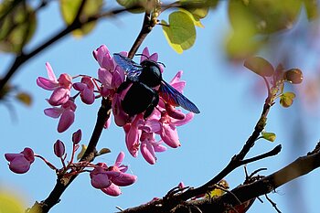 Blaue Holzbiene 