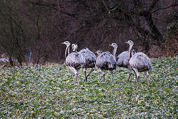 Nandus auf einem Feld in Mecklenburg-Vorpommern