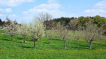 Streuobstwiesen