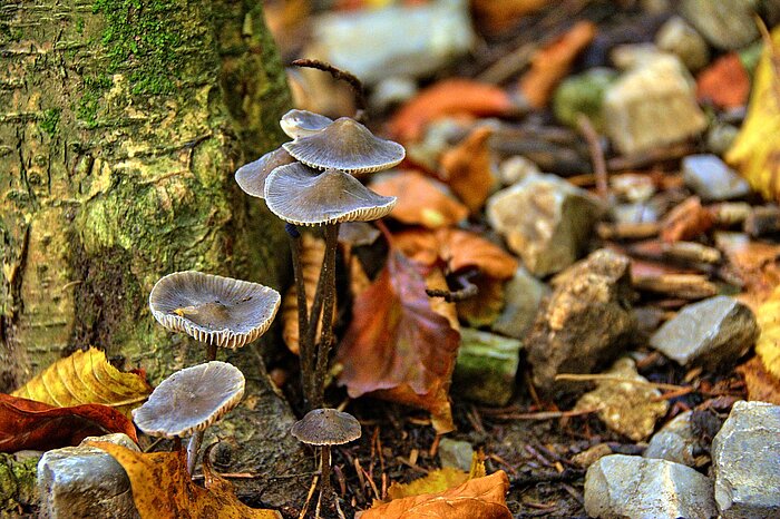 Pilze im polnischen Wald