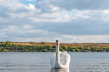 Süßer See mit Schwan