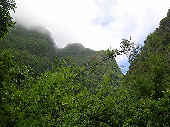 Lorbeerwald auf La Palma