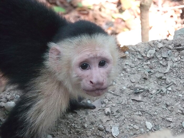 Affe auf Roatan in Honduras