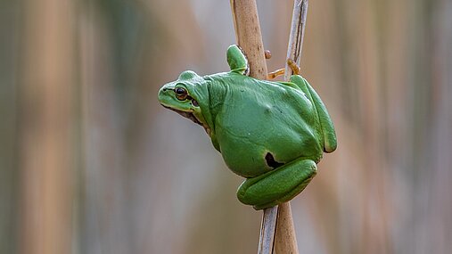 Laubfrosch