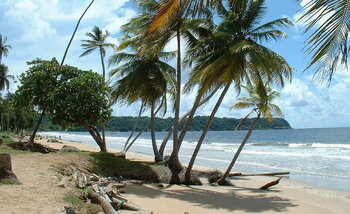 Kokosnusspalmen am Mayaro Beach, Trinidad und Tobago