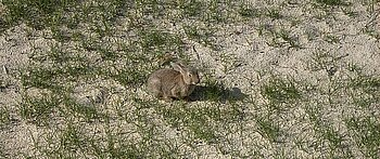 Kaninchen auf Amrum