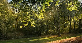 Wald bei Harburg in Niedersachsen