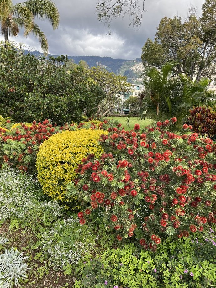 Blumeninsel Madeira